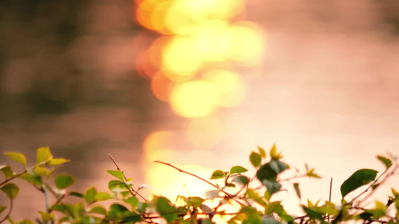 夕阳西下河面波光粼粼太阳倒影在水面上泛出美丽光斑树叶枝条随着微风起舞早晨光线柔和温暖浪漫唯美空镜素材视频素材