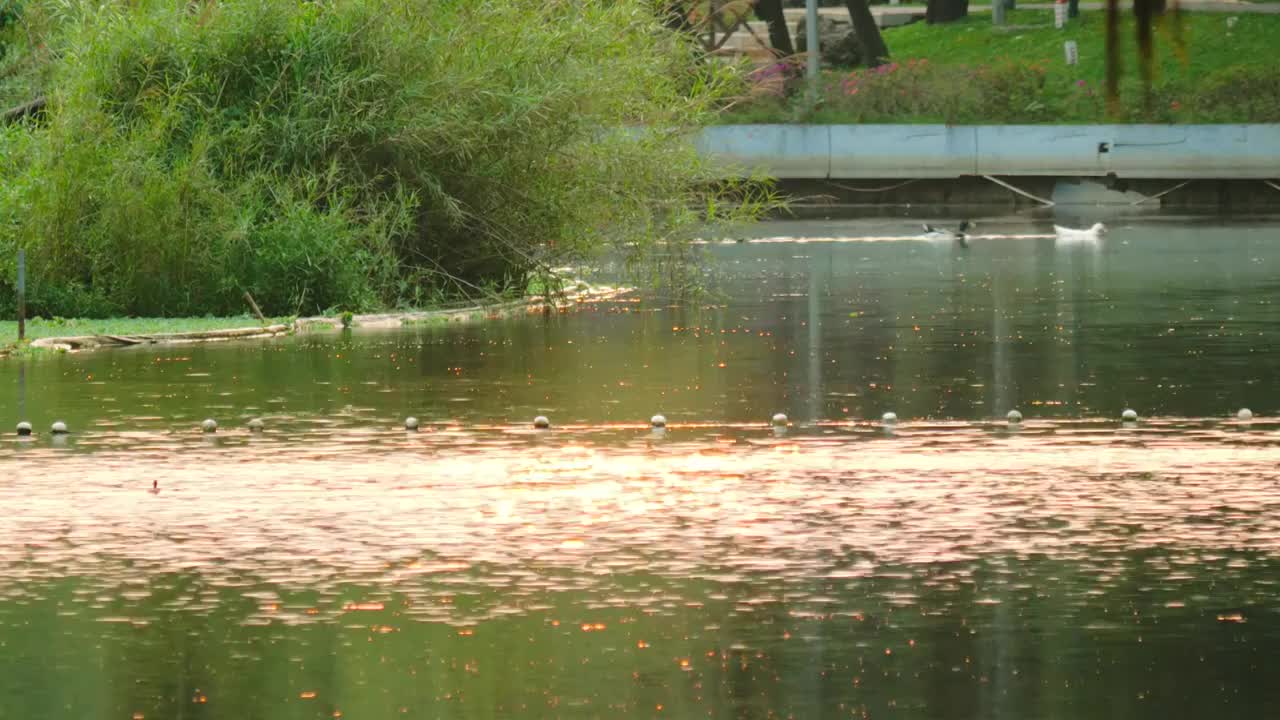 日落时分公园湿地自然保护区湖面泛起金色光芒湖面鸭子游过泛起水波人与自然和谐相处绿色环境保护唯美景象视频素材