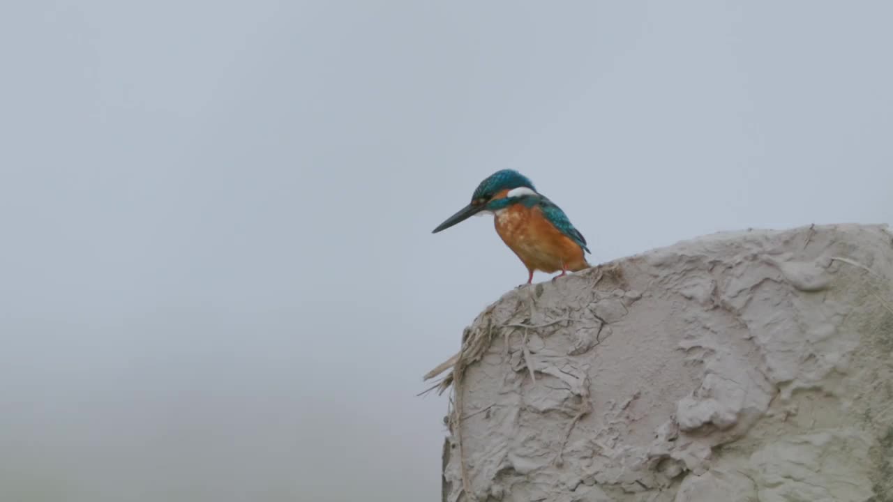 翠鸟视频素材