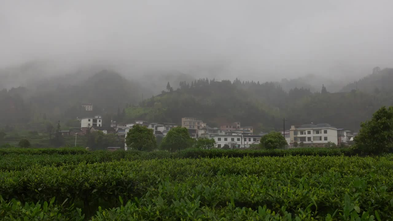 湖南 莽山 瑶族乡钟家山 茶园视频素材