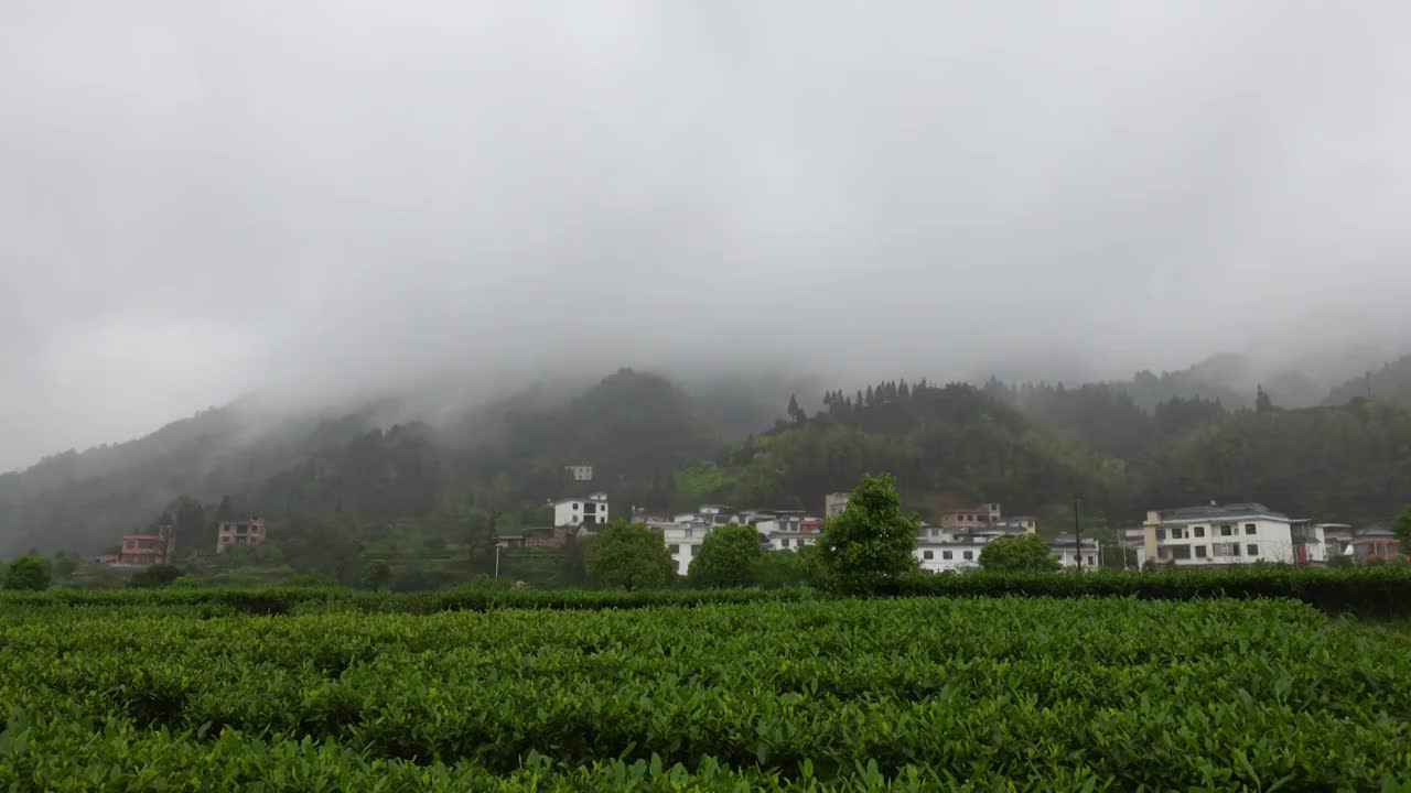 湖南 莽山 瑶族乡钟家山 茶园视频素材