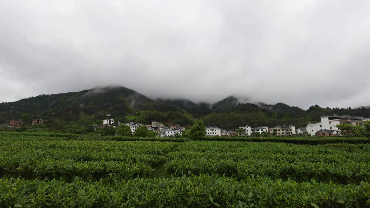 湖南 莽山 瑶族乡钟家山 茶园视频素材