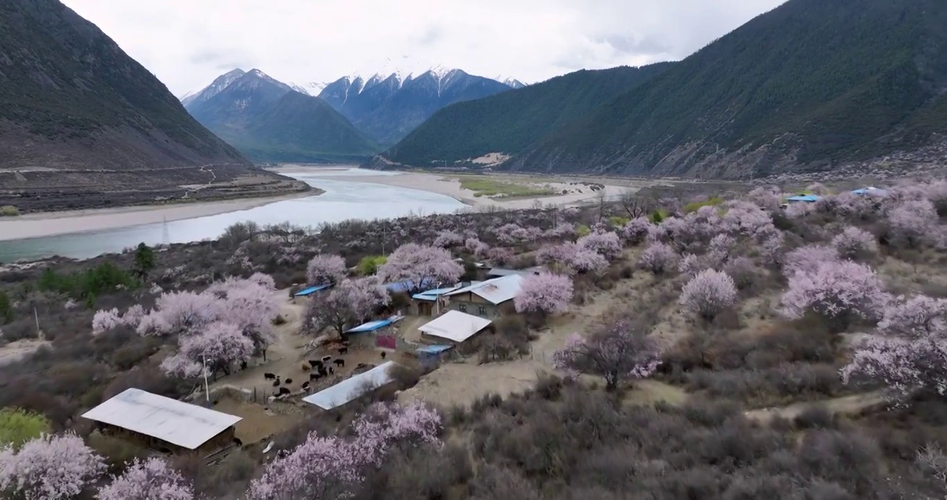 航拍西藏林芝的雅鲁藏布江桃花和南迦巴瓦峰雪山视频素材