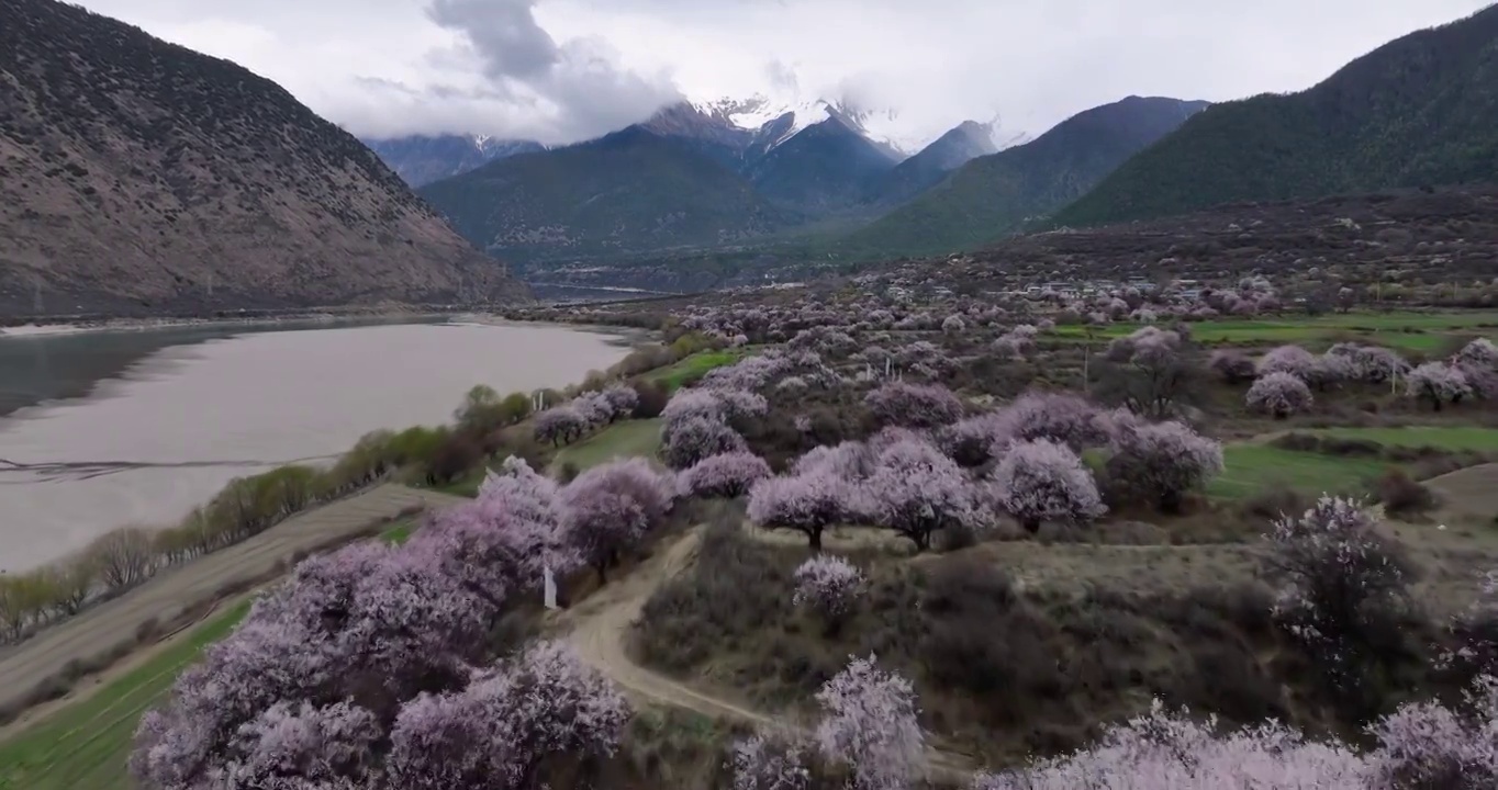 航拍西藏林芝的雅鲁藏布江桃花和南迦巴瓦峰雪山视频素材