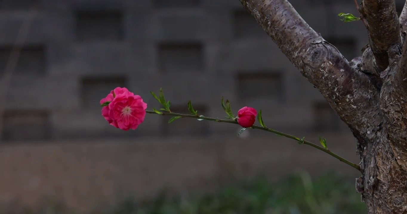 春天盛开的桃花镜头缓慢移动视频素材