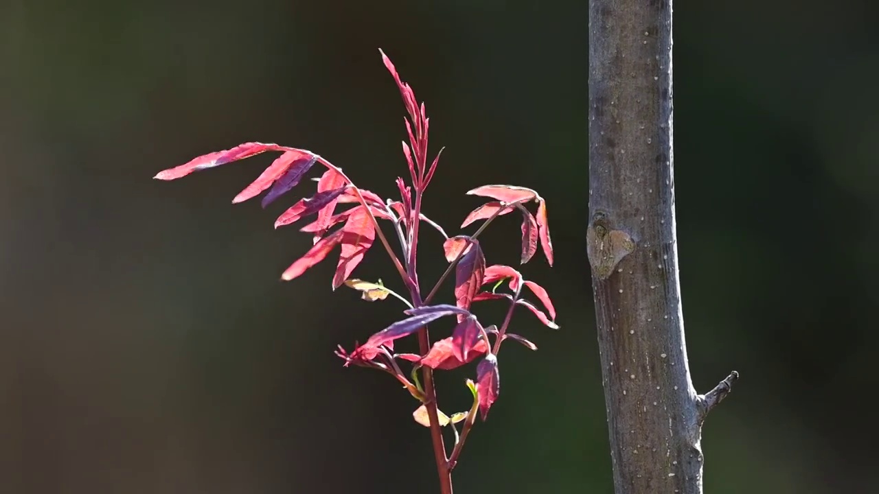 嫩叶  树枝视频素材