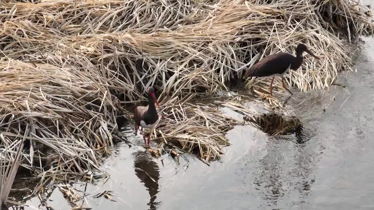 北京怀柔水库春天黑鹳觅食航拍视频素材