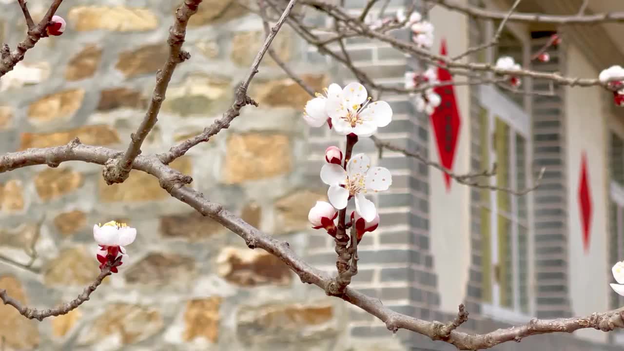 农舍的福字与桃花视频素材