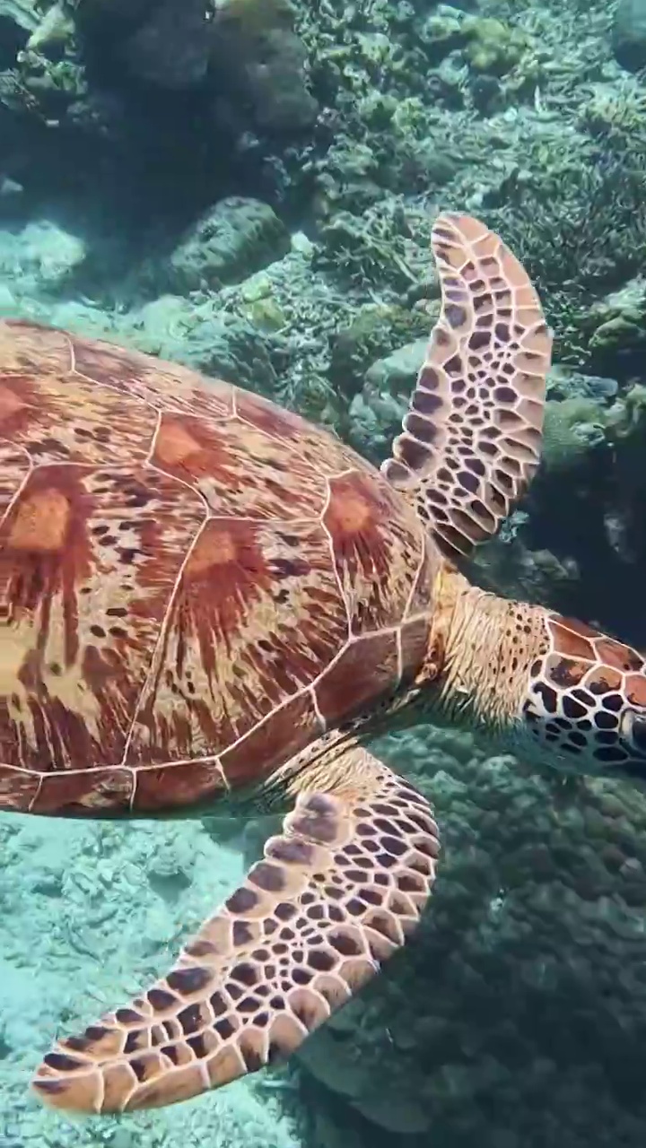 海龟在海底游泳，仙本那潜水的景观，水下的动物视频素材