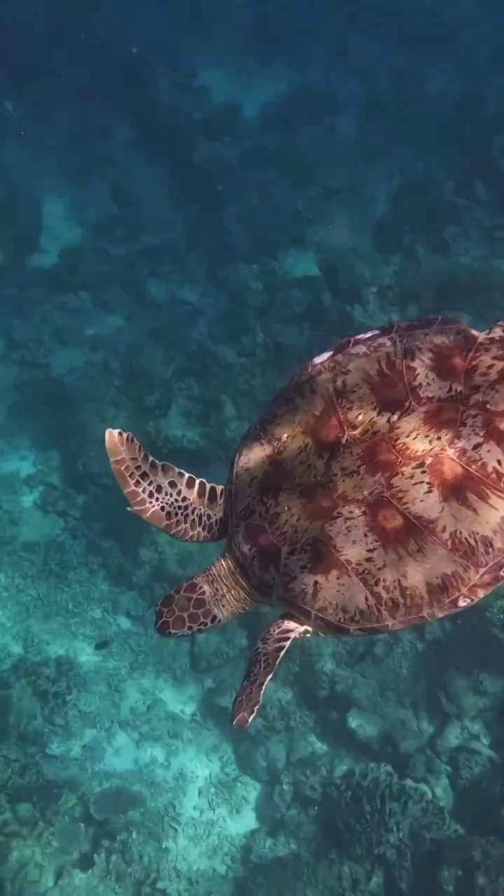 海盗的航拍视角，大海中的岛屿，仙本那马达京岛视频素材