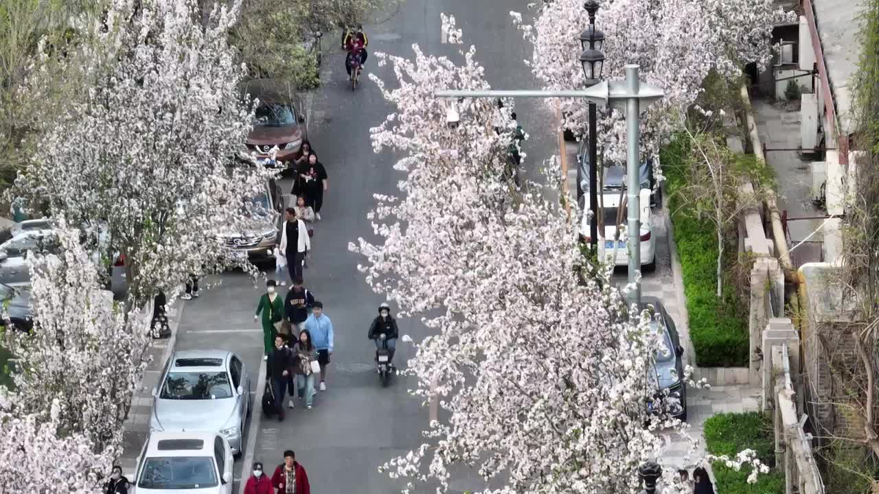 天津五大道海棠花开视频下载