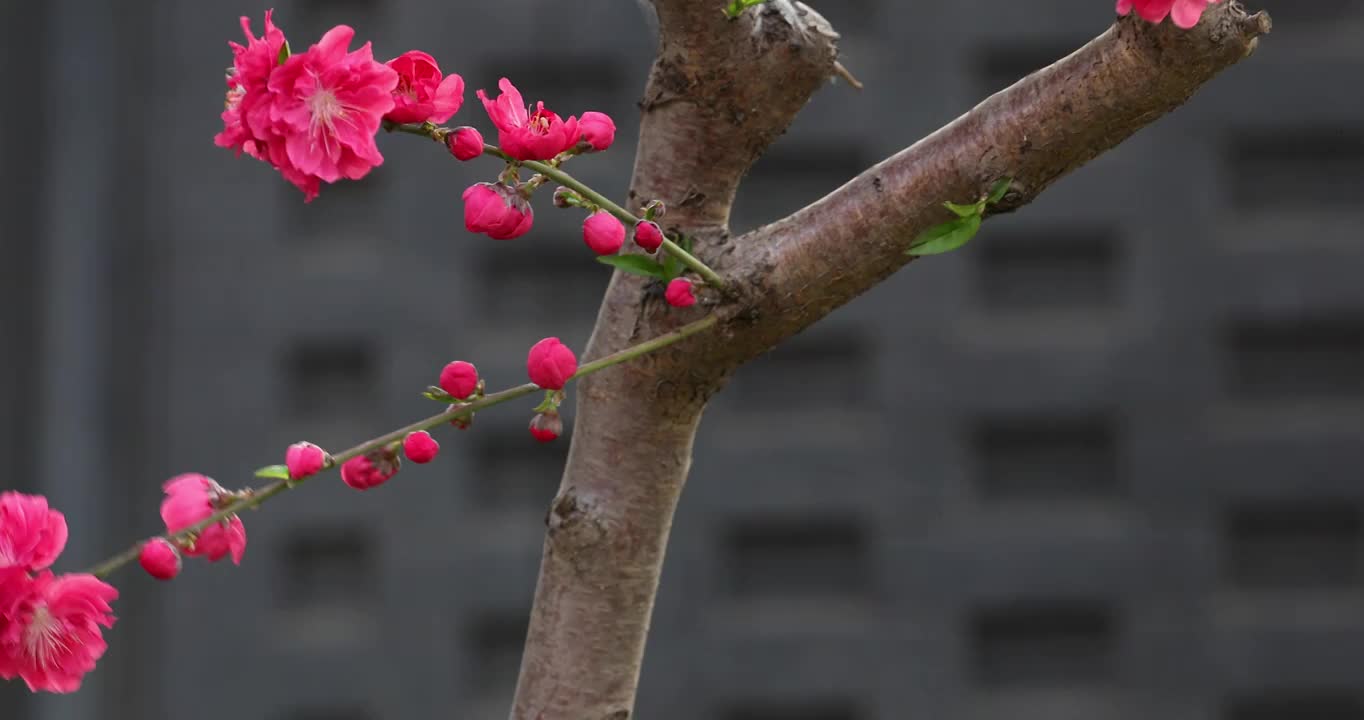 春天盛开的桃花镜头缓慢移动视频素材