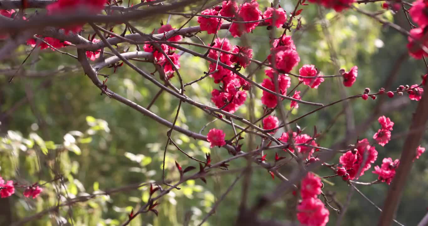 春天盛开的桃花镜头缓慢移动视频素材