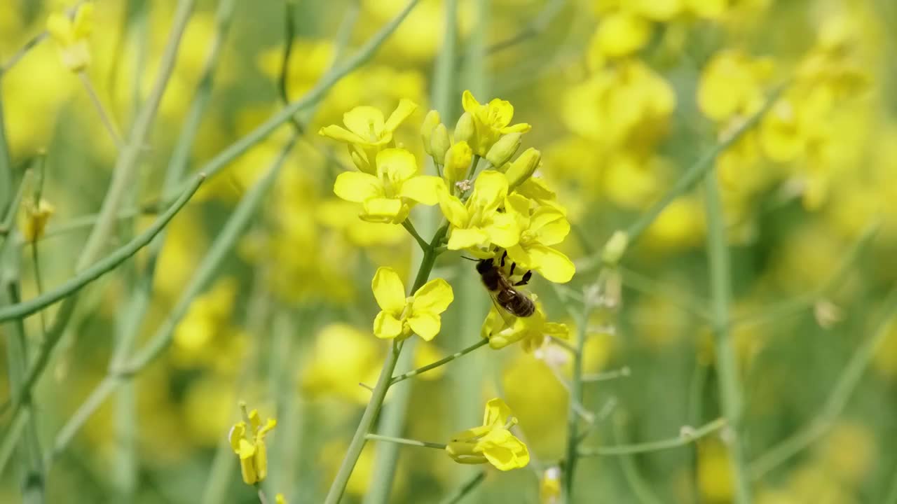 合集_蜜蜂油菜花慢动作4k（合集）视频素材