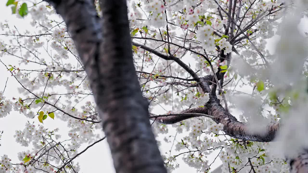 雨中樱花视频下载