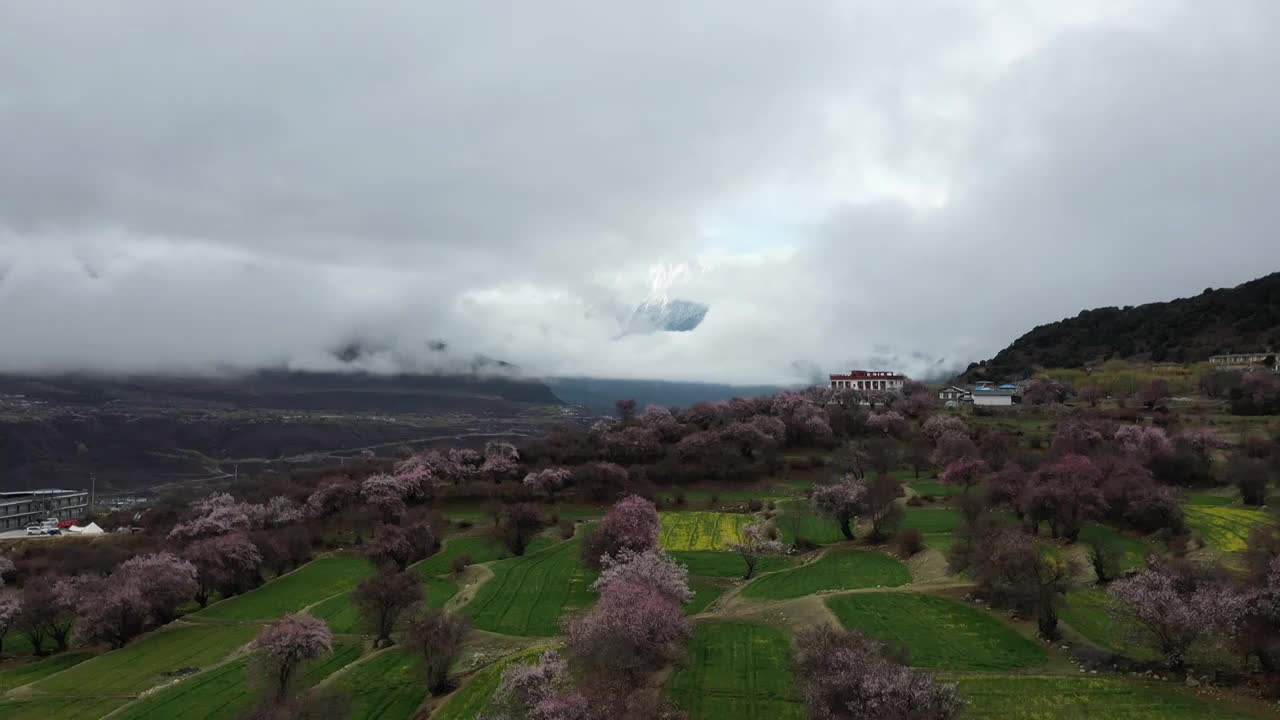 索松村桃花与多雄拉雪山航拍视频素材