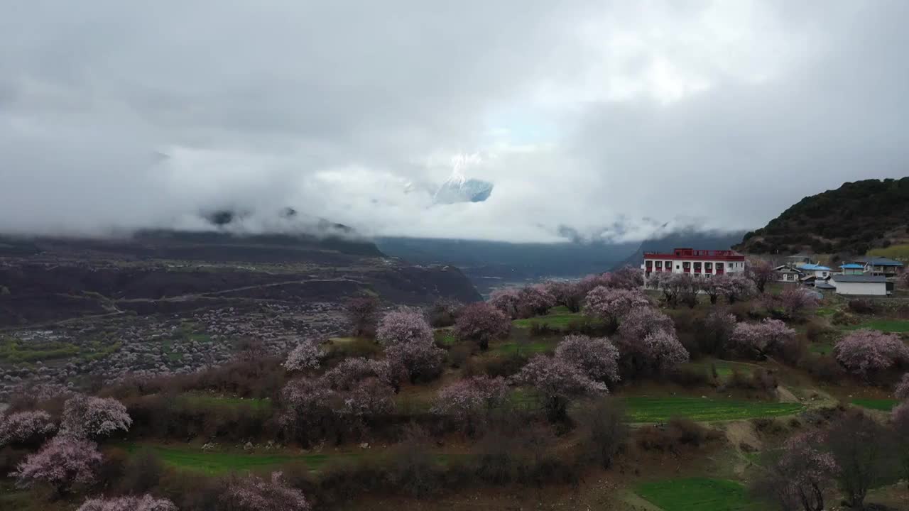 索松村桃花与多雄拉雪山航拍视频素材