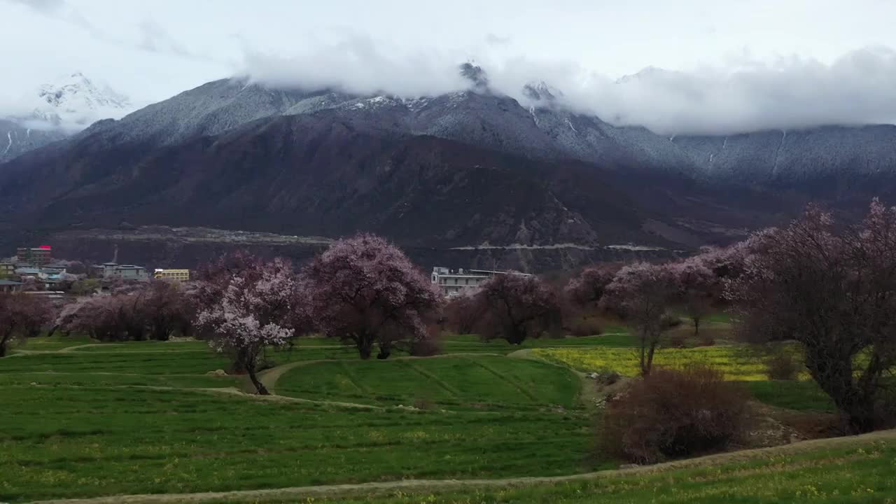 索松村桃花与南迦巴瓦峰航拍视频素材