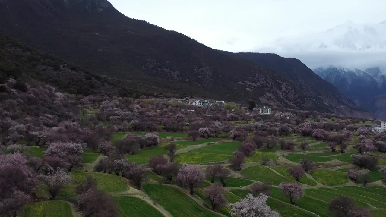 索松村桃花与南迦巴瓦峰航拍视频素材