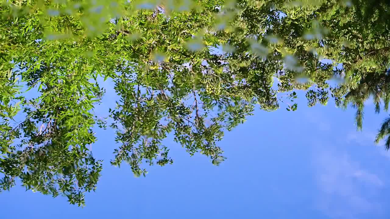 夏天绿色植物和安静的水面倒影视频素材