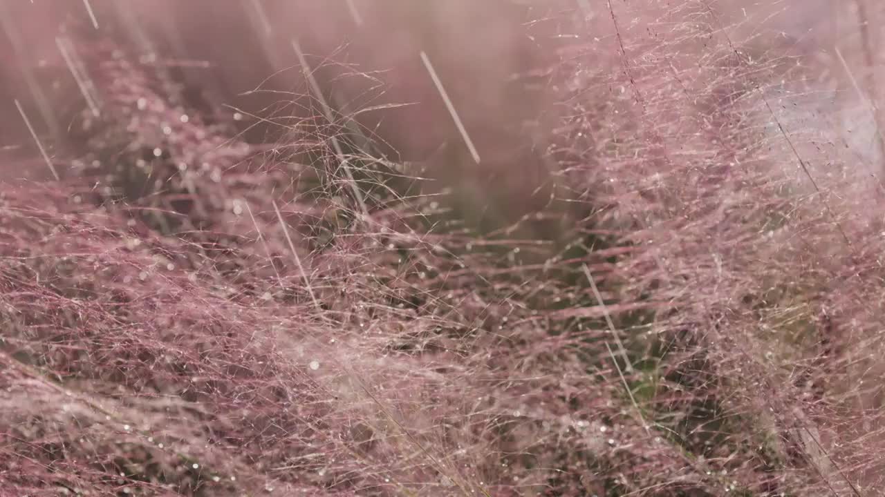 粉黛乱子草唯美空镜特写视频素材