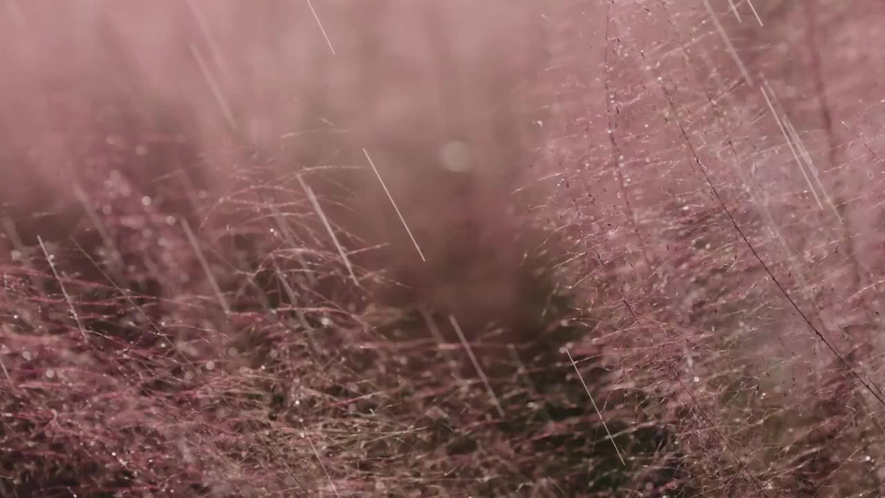 唯美粉黛乱子草空镜视频下载