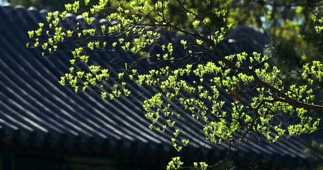 古建屋檐绿叶，宁静意境（选编）视频素材