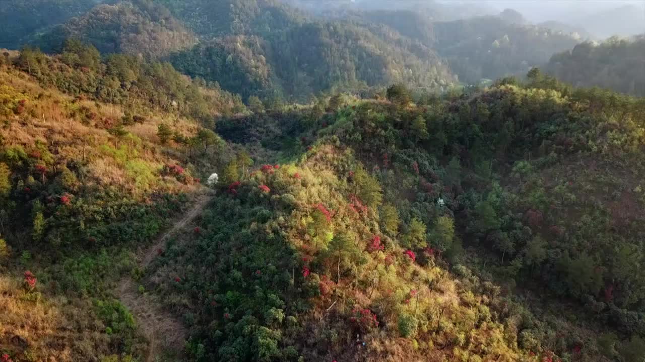 航拍开着花的山坡视频素材