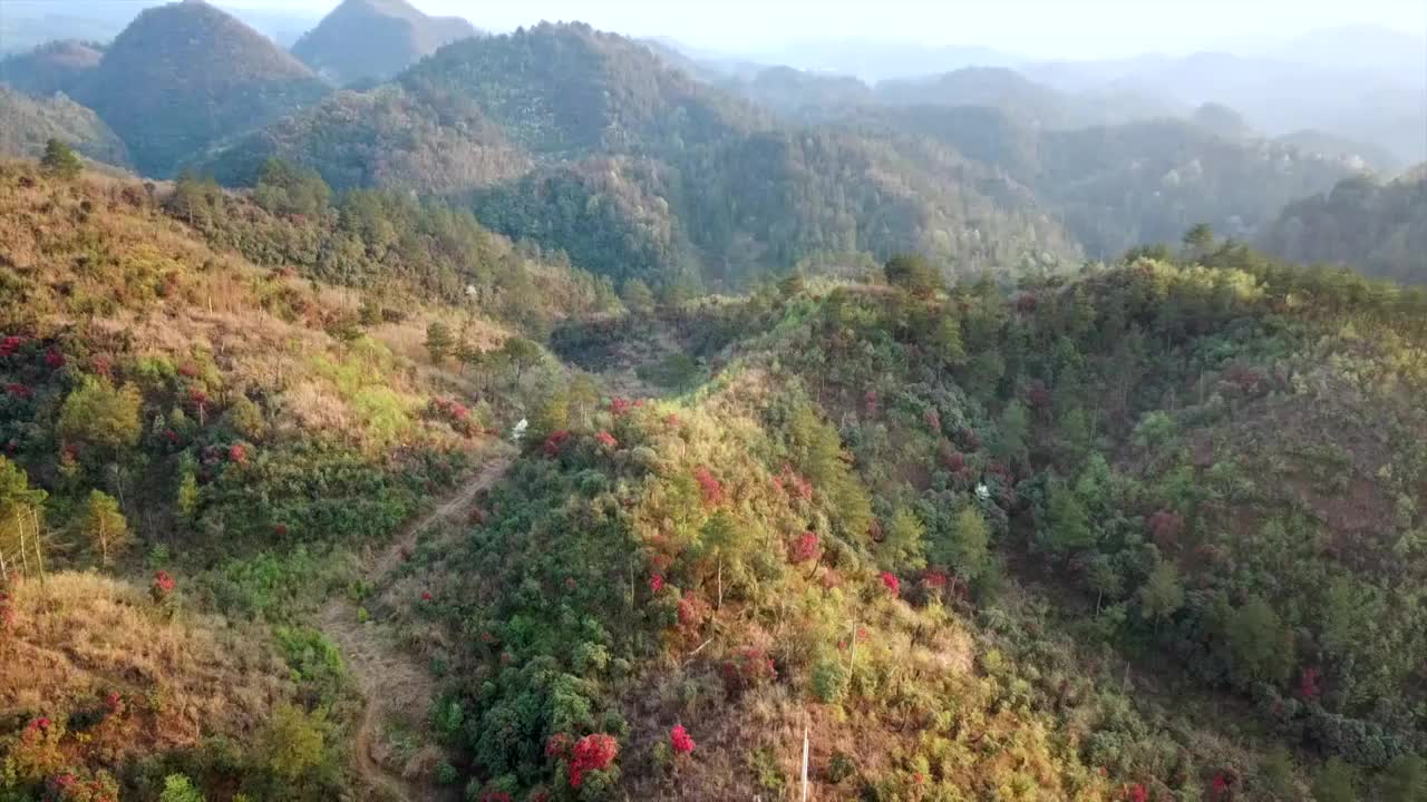 航拍开着花的山坡视频下载