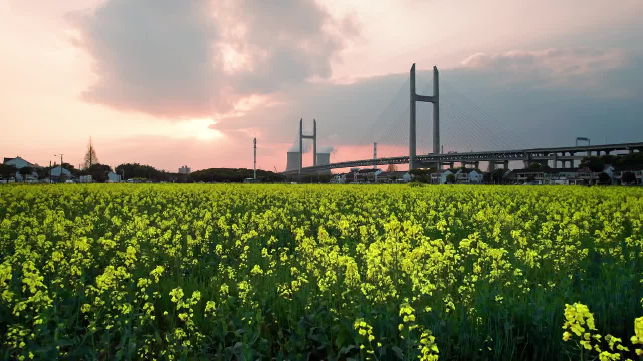 日落下的闵浦大桥和油菜花视频下载