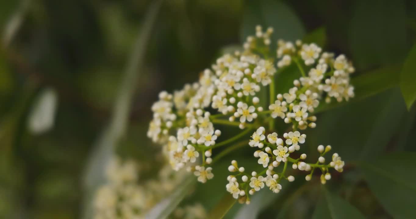 武汉市的白色石楠花花朵在春天盛开视频素材