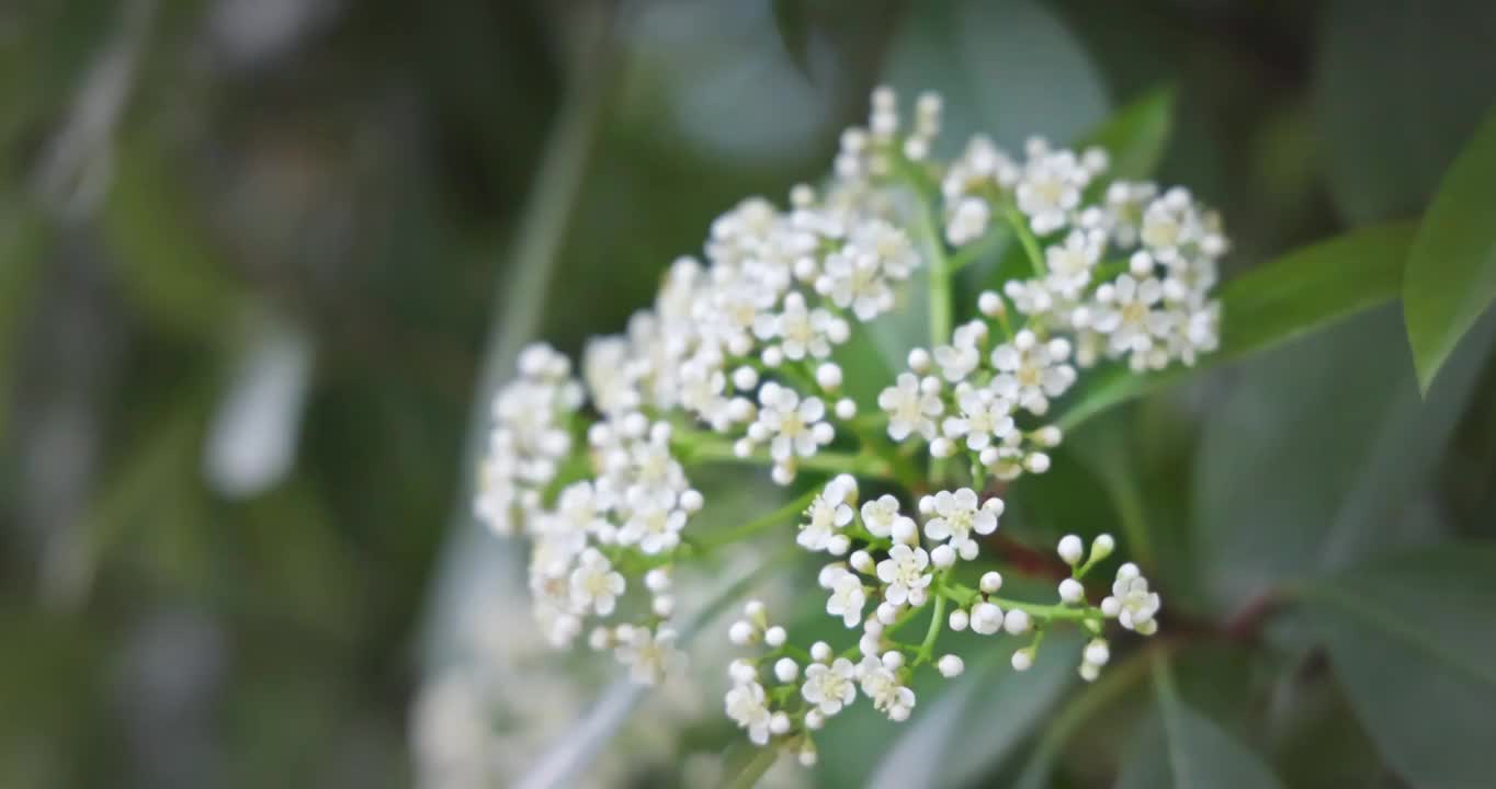 武汉市的白色石楠花花朵在春天盛开视频素材