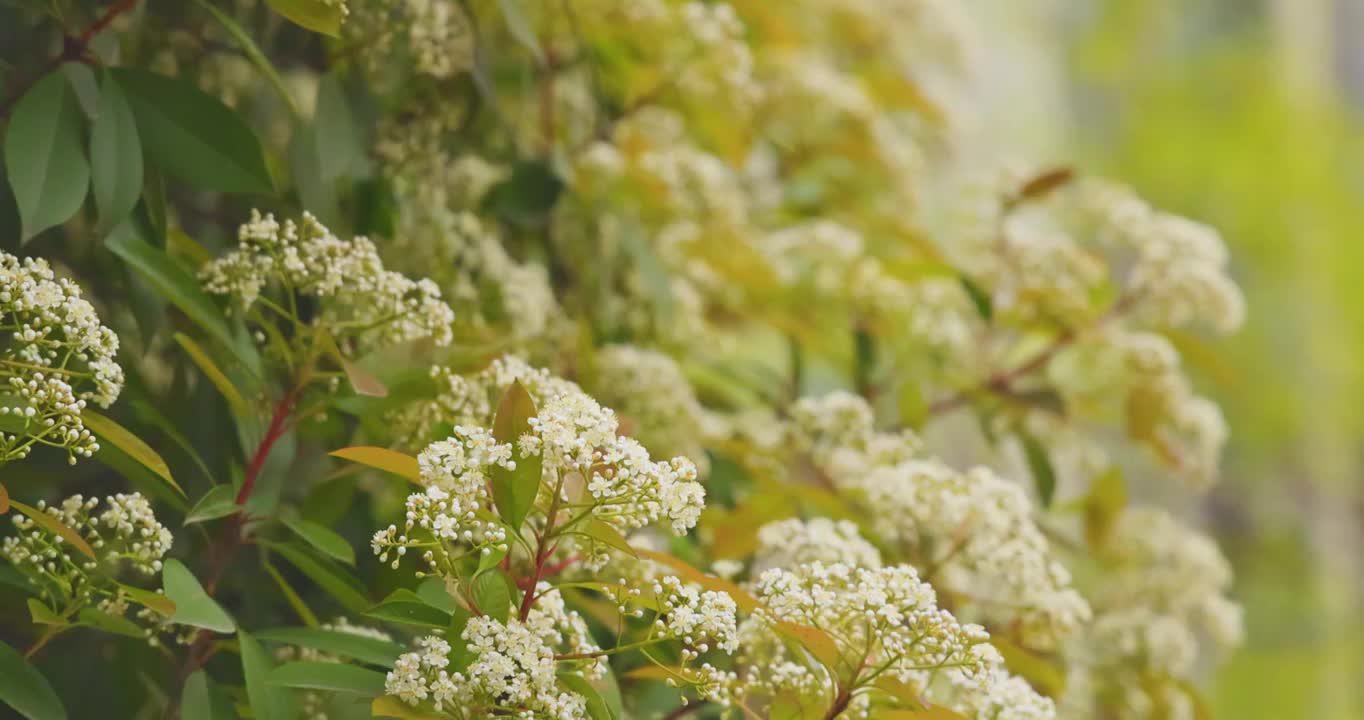 武汉市的白色石楠花花朵在春天盛开视频素材