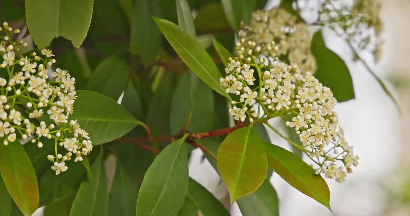 武汉市的白色石楠花花朵在春天盛开视频素材