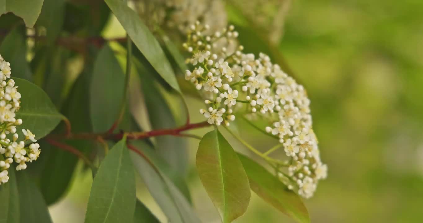 武汉市的白色石楠花花朵在春天盛开视频素材