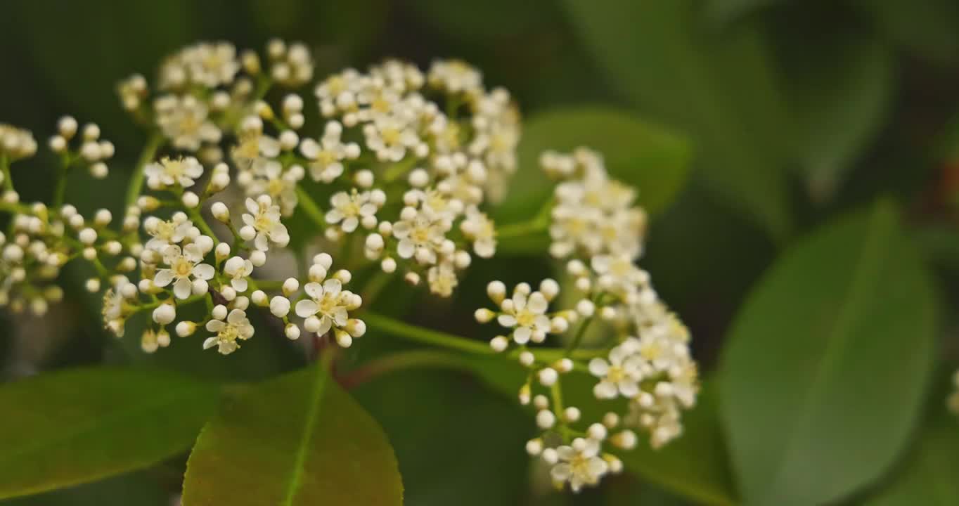 武汉市的白色石楠花花朵在春天盛开视频素材