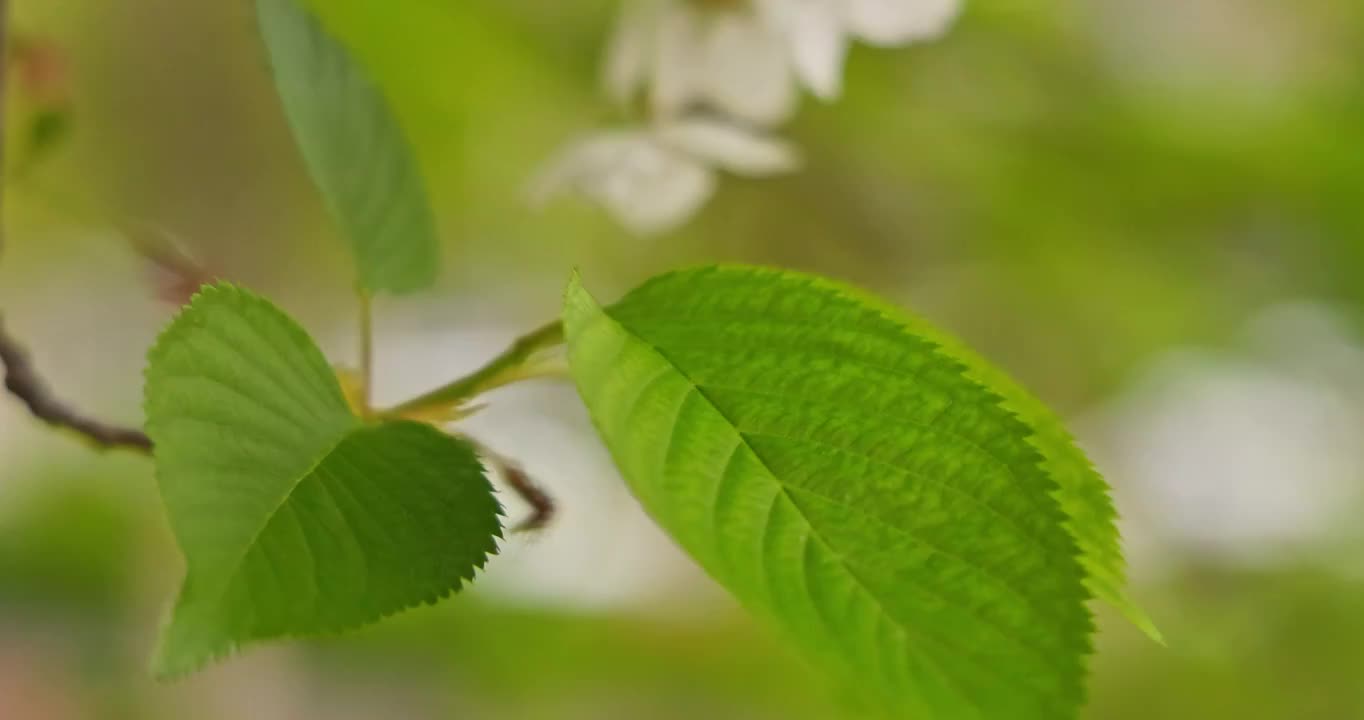 唯美的绿色樱花树视频素材