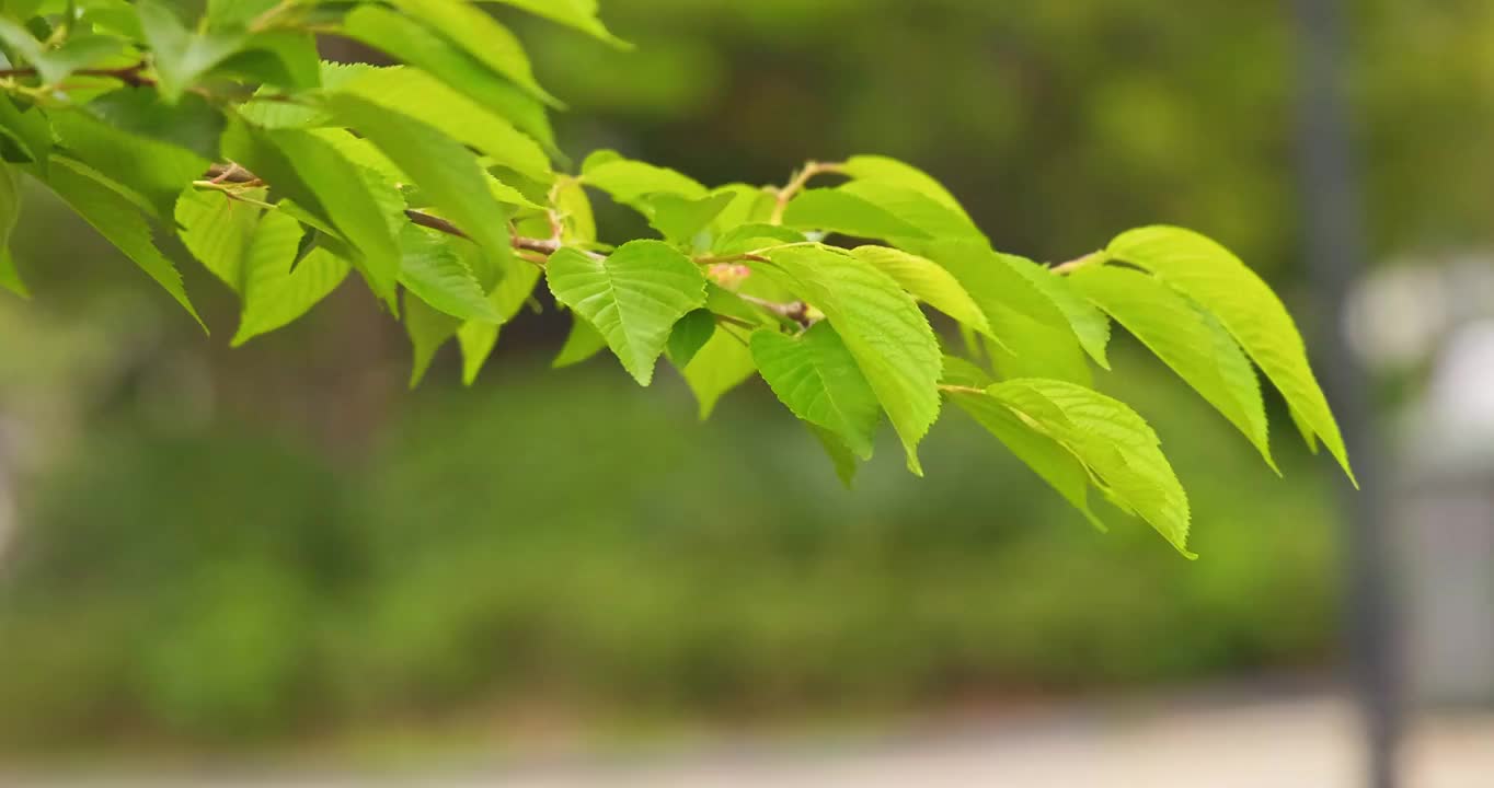 唯美的绿色樱花树视频素材