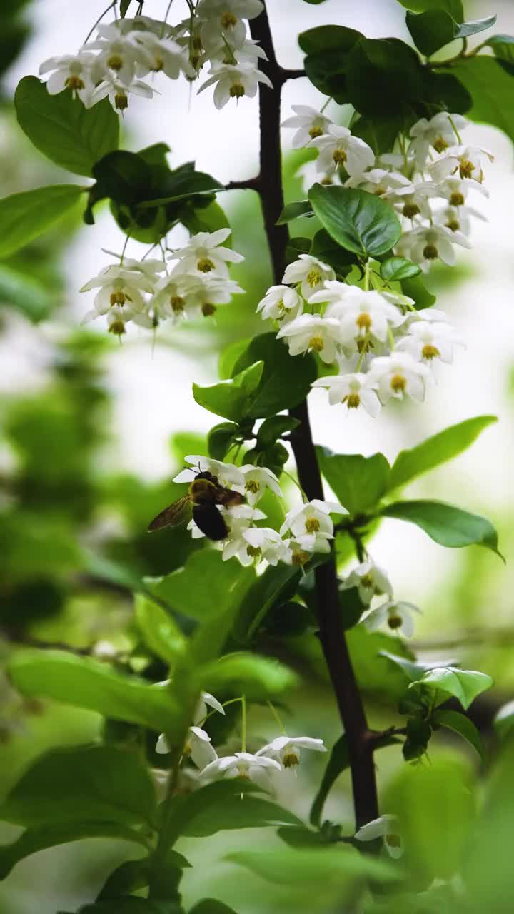 风中摇曳的秤锤花，江苏南京视频素材