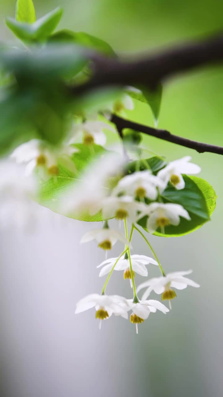 随风摇曳的秤锤花，江苏南京视频素材