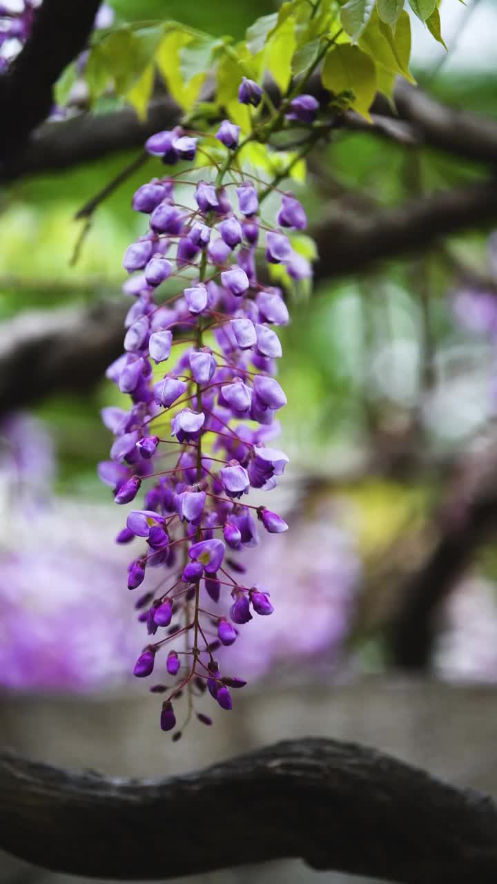 随风摇曳的紫藤花，江苏南京视频素材