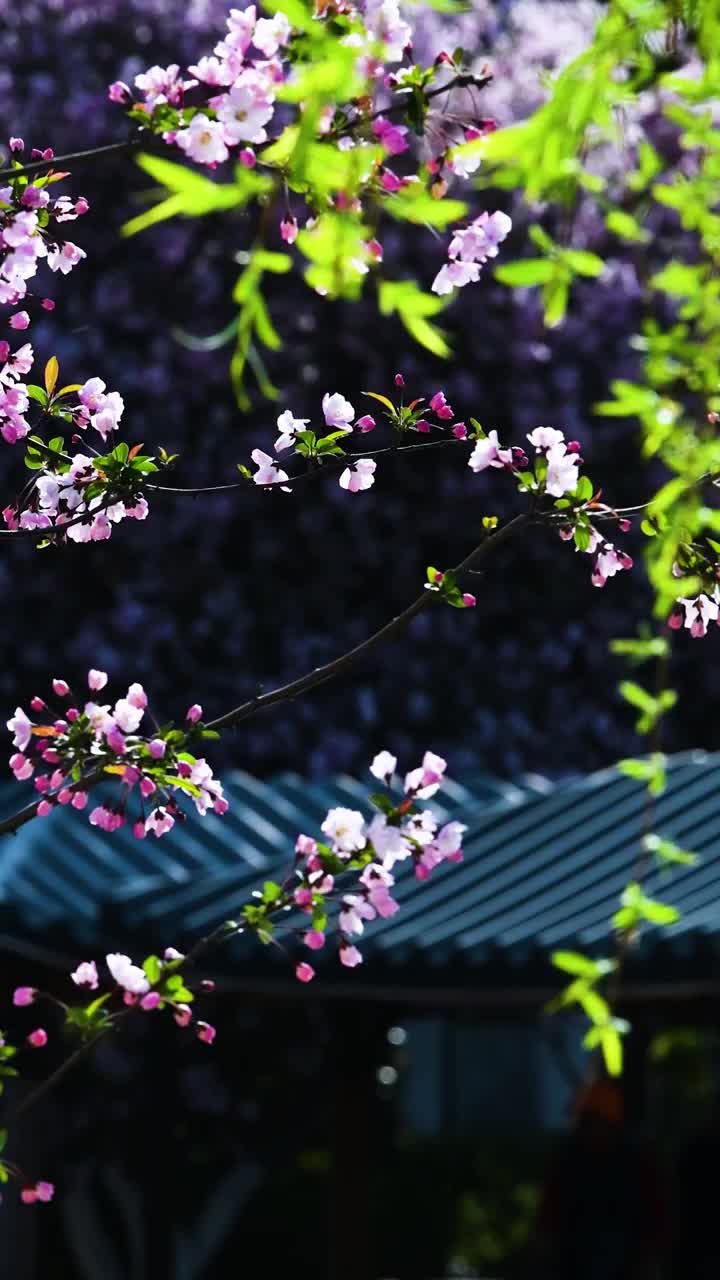 随风摇曳的海棠花，江苏南京视频素材