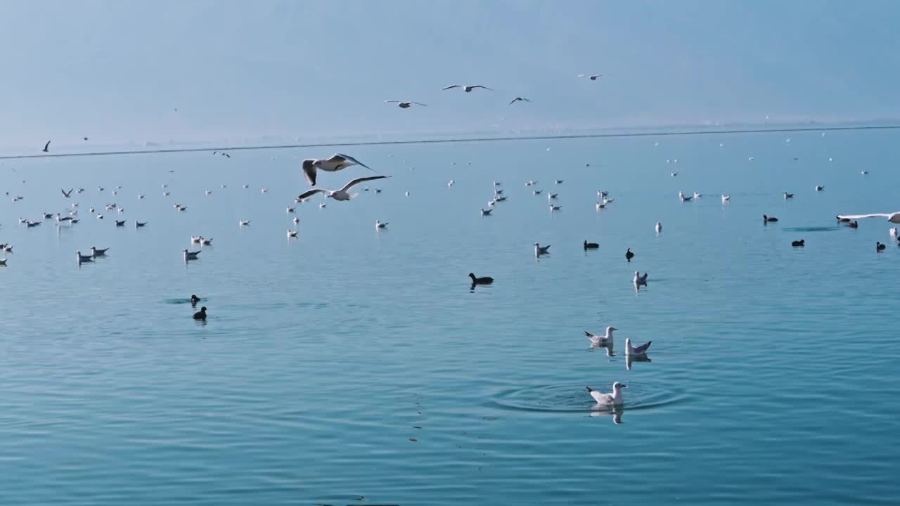 云南大理洱海海鸥视频素材