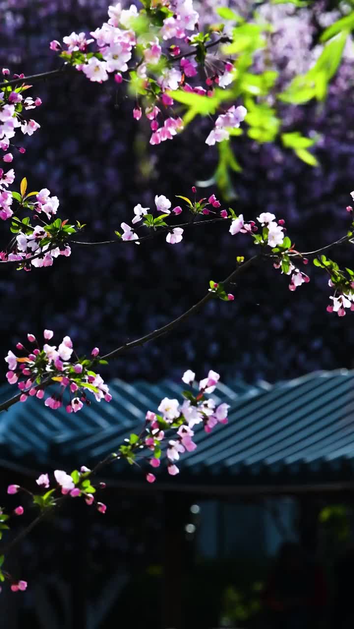 随风摇曳的海棠花，江苏南京视频素材