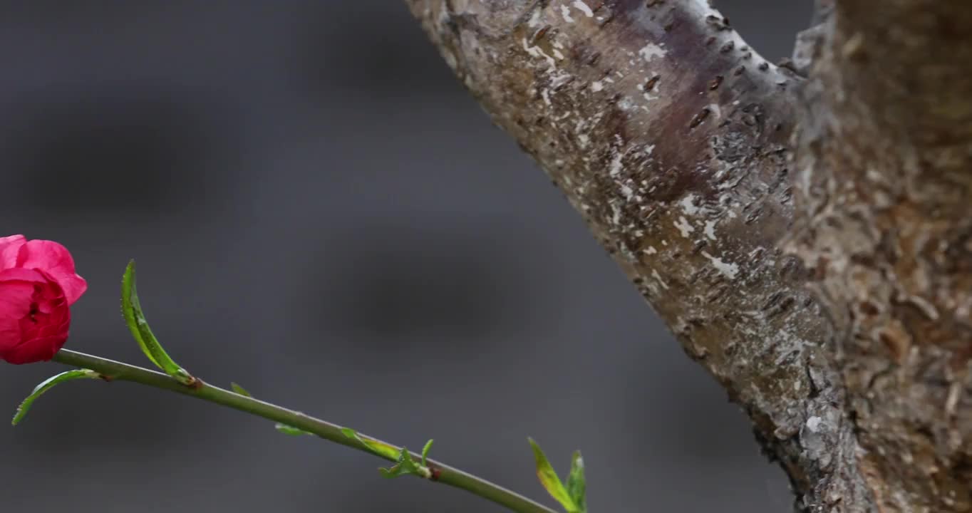 春天盛开的桃花镜头缓慢移动视频素材