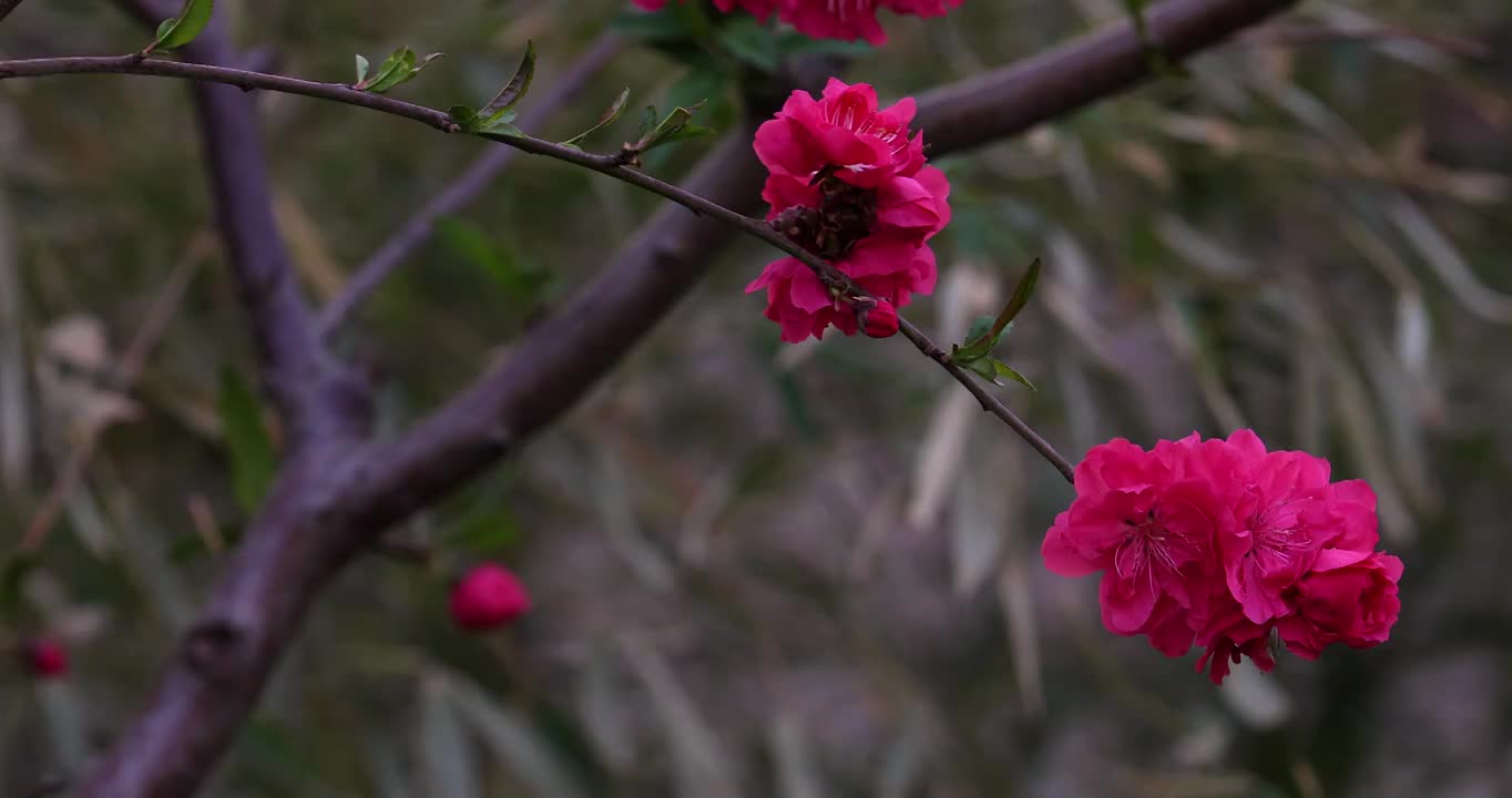 春天盛开的桃花镜头缓慢移动视频素材