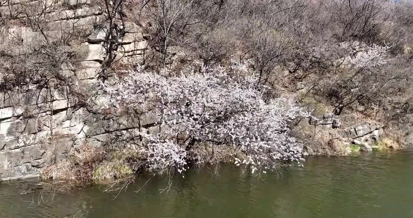 春天湖边山上盛开的山花视频素材