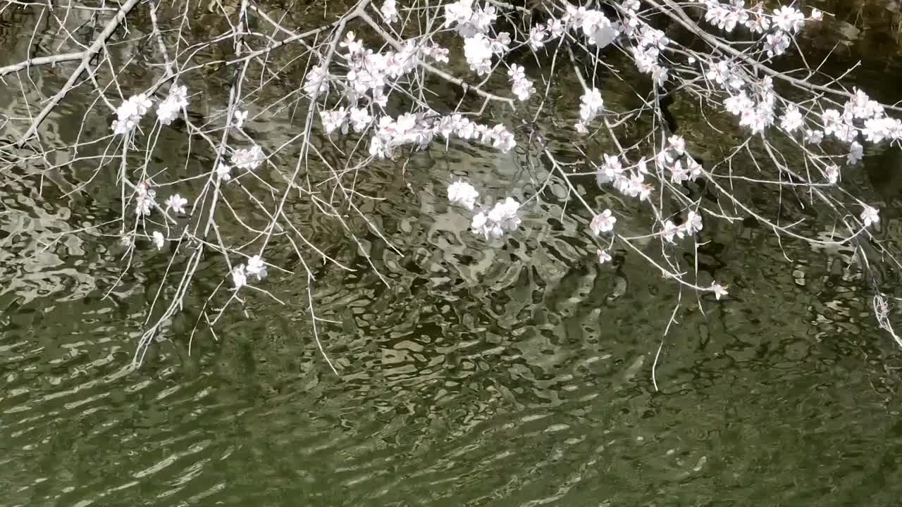 春天湖边山上盛开的山花视频素材