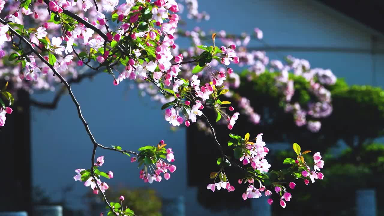 随风摇曳的海棠花，江苏南京视频素材