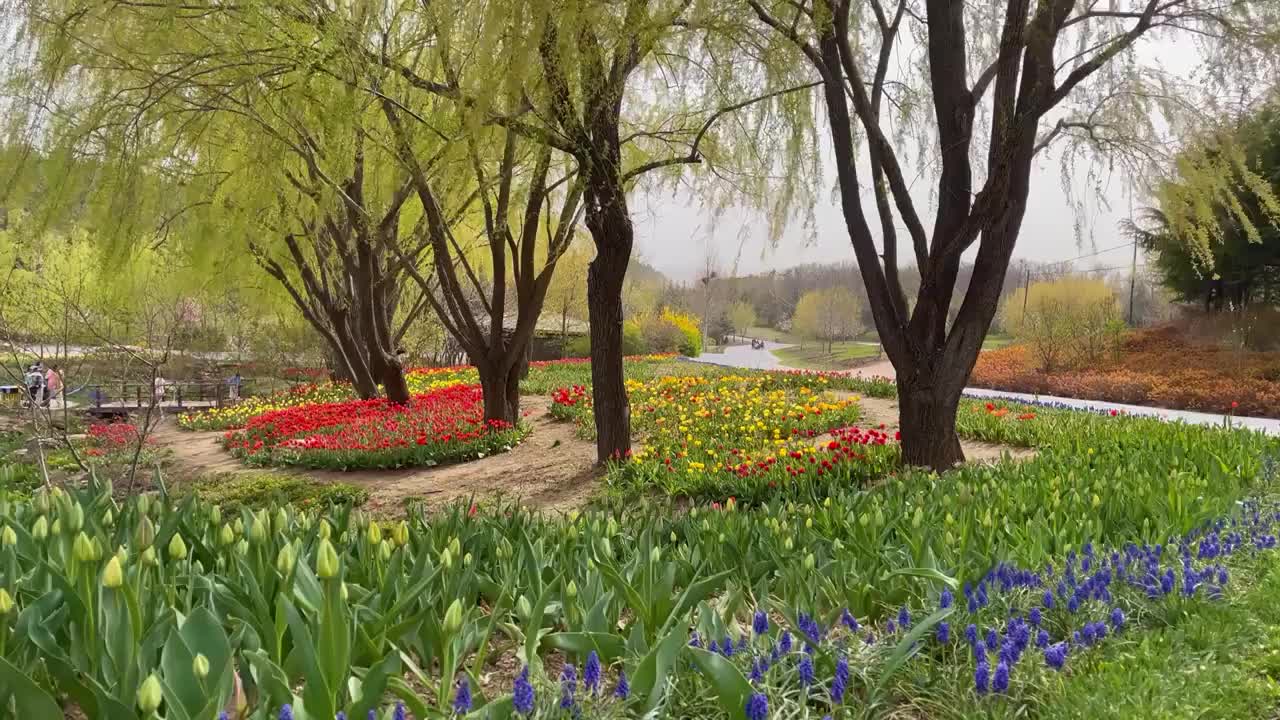 春天的植物园视频素材